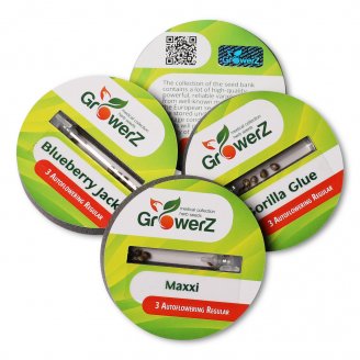 Семена конопли купить сорт Maxxi Auto Reg.