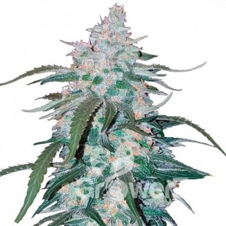 Pineapple Express Auto Fem.