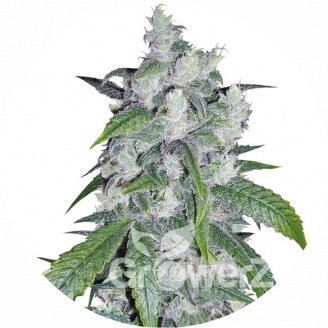 Bruce Banner Auto Fem.