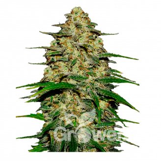 Wedding Cake Auto Fem.