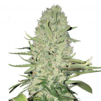 Купить семена марихуаны White Widow Auto Fem.