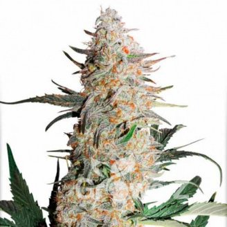 Orange Bud Auto Fem.