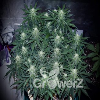 Bruce Banner Auto Fem.