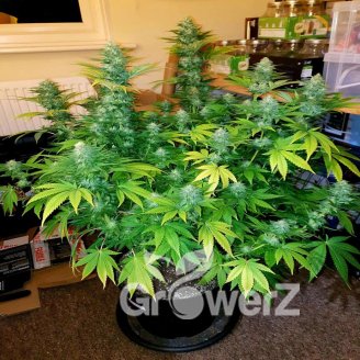 Gorilla Zkittlez Auto Fem.