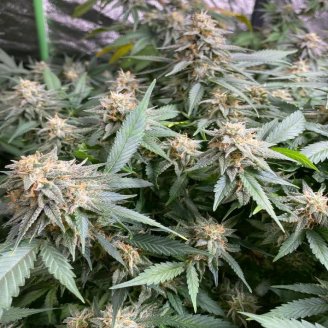 Afghan Original Auto Fem.