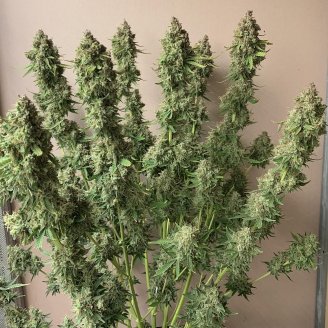 AK 47 Fem.