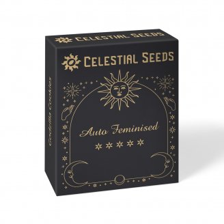 Grand Gorilla Auto Fem.