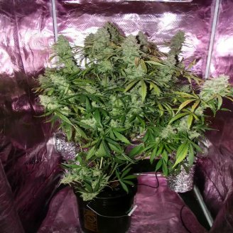 Hellfire OG Auto Fem.