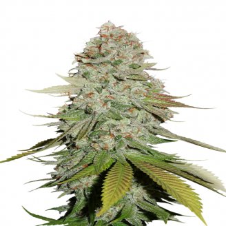 Купить семена марихуаны Keepers OG Auto Fem.